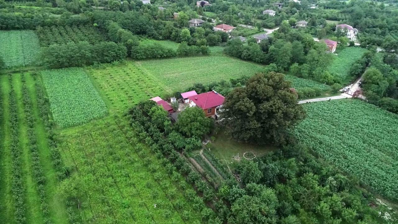 Guesthouse Kamelia Martvili Εξωτερικό φωτογραφία